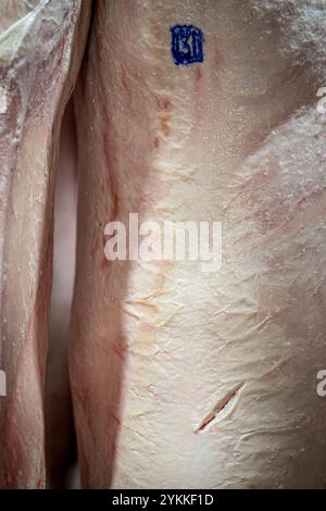 Les inspecteurs de la viande agricole de l'USDA inspectent et classent le bœuf dans un abattoir et une usine d'emballage. Banque D'Images