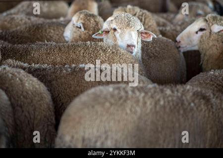 Les inspecteurs de la viande agricole de l'USDA inspectent et classent le bœuf dans un abattoir et une usine d'emballage. Banque D'Images