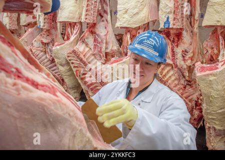Les inspecteurs de la viande agricole de l'USDA inspectent et classent le bœuf dans un abattoir et une usine d'emballage. Banque D'Images