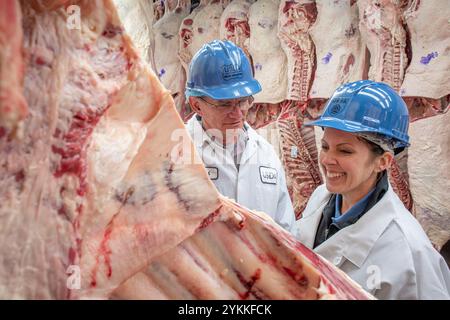 Les inspecteurs de la viande agricole de l'USDA inspectent et classent le bœuf dans un abattoir et une usine d'emballage. Banque D'Images