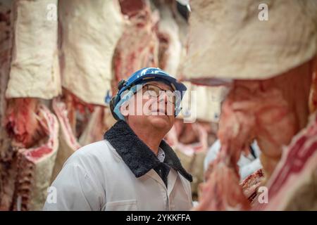 Les inspecteurs de la viande agricole de l'USDA inspectent et classent le bœuf dans un abattoir et une usine d'emballage. Banque D'Images