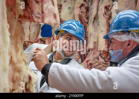 Les inspecteurs de la viande agricole de l'USDA inspectent et classent le bœuf dans un abattoir et une usine d'emballage. Banque D'Images