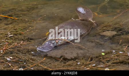 Ornithorhynchus anatinus nageant dans le ruisseau Hobart rivulet à Hobart, Tasmanie, Australie Banque D'Images