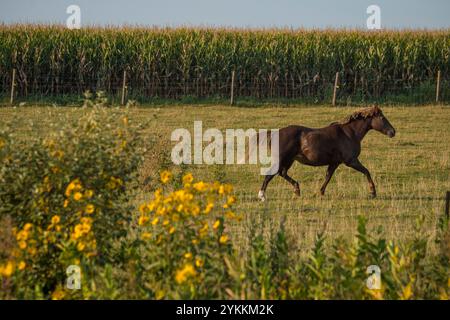 Un cheval traverse un champ à l'extérieur de Walcott, Iowa, le 13 septembre 2017. Photo USDA de Preston Keres Banque D'Images