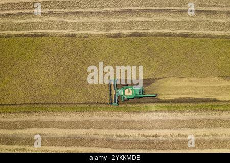 Récolte de riz au Ranch 3S, près d'El Campo et de Nada, comté de Colorado, Texas, le 24 juillet 2020. 3S Ranch est une riziculture de trois générations appartenant à la famille Schiurring. Slade Schiurring, dans l'une des moissonneuses-batteuses, dirige son équipe composée de deux moissonneuses-batteuses, d'un tracteur-remorque à trémie et d'un camion à céréales pour récolter autant de riz que possible avant l'arrivée de l'ouragan Hanna, dont la pluie devrait rendre le sol trop mou pour que l'équipement agricole puisse y travailler. La supervision de l'opération est assurée par J Brent Schiurring. Le ranch d'environ 6 000 acres produit environ 1 500 acres de riz. La famille Banque D'Images