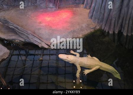 Emblématique alligator albinos blanc, Claude dans l'exposition sur l'eau appelée le marais. À l'Académie des sciences de Californie, San Francisco. Banque D'Images