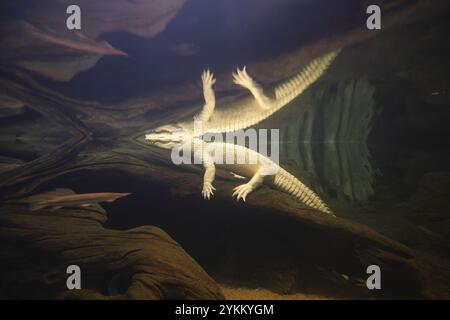 Emblématique alligator albinos blanc, Claude dans l'exposition sur l'eau appelée le marais. À l'Académie des sciences de Californie, San Francisco. Banque D'Images