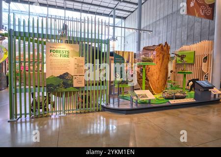 Feu de forêt avec exposition de tronc d'arbre. Dans la section sur l'histoire locale de Californie, sujets à l'Académie des Sciences de Californie, San Francisco. Banque D'Images