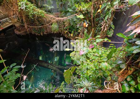 Vue sur la flore dense et humide, les plantes. Dans la jungle de la forêt tropicale à l'Académie des Sciences de Californie, San Francisco. Banque D'Images