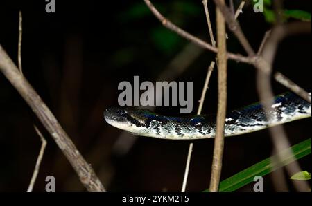 Un gros plan d'un boa d'arbre malgache la nuit. Parc national d'Andasibe, Madagascar. Banque D'Images