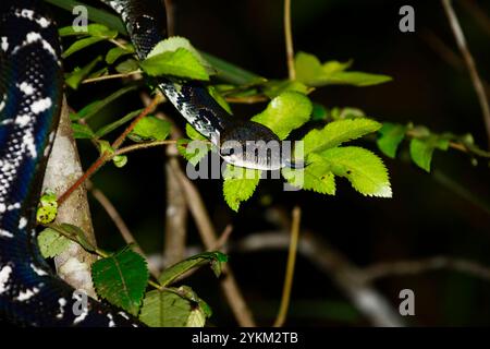 Un gros plan d'un boa d'arbre malgache la nuit. Parc national d'Andasibe, Madagascar. Banque D'Images