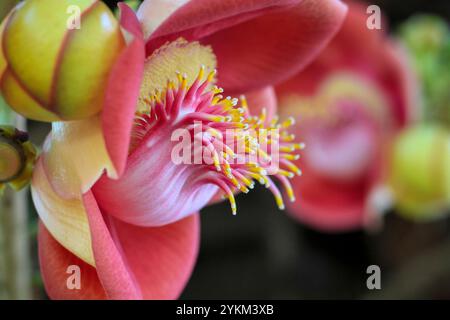 Couroupita guianensis, connu sous une variété de noms communs, y compris le boulet de canon, est un arbre à feuilles caduques de la famille des Lecythidaceae. Banque D'Images