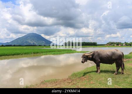 Le Buffalo dans les champs avec montagne et beau nuage de ciel - Tayninh Vietnam Banque D'Images