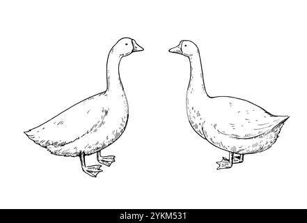 Mignonne oie, lineart noir et blanc. Illustration dessinée à la main pour les livres de conception et de coloriage. Illustration de Vecteur