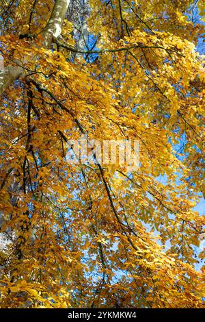 Fagus sylvatica. Feuilles de hêtre en automne. Oxfordshire, Angleterre Banque D'Images