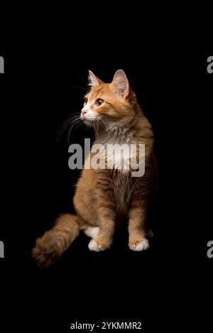 Majestic Ginger Cat posant gracieusement contre un fond Black Studio regardant à gauche. Crédit : Erik Morgan Banque D'Images