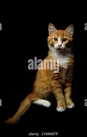 Majestic Ginger Cat regardant la caméra posant sur un fond de studio noir. Crédit : Erik Morgan Banque D'Images