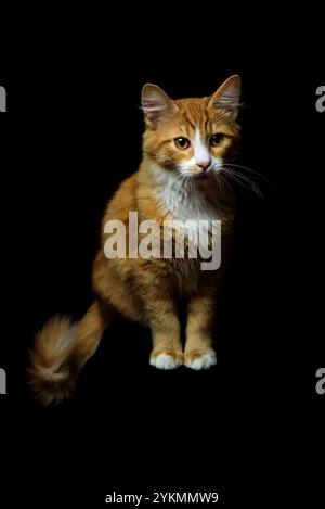 Majestic Ginger Cat regardant la caméra posant sur un fond de studio noir. Crédit : Erik Morgan Banque D'Images