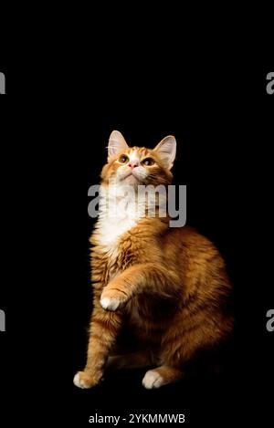 Majestic Ginger Cat levant et levant la patte posant sur un fond Black Studio. Crédit : Erik Morgan Banque D'Images