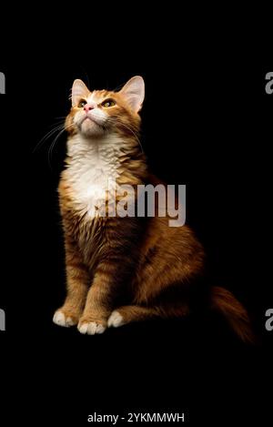 Majestic Ginger Cat regardant vers le haut posant sur un fond Black Studio. Crédit : Erik Morgan Banque D'Images