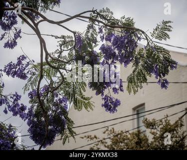 Des fleurs violettes fleurissent sur des jacaranda à Sydney, en Nouvelle-Galles du Sud, en Australie. Banque D'Images