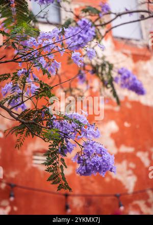 Des fleurs violettes fleurissent sur un jacaranda contre un mur orange à Sydney, Nouvelle-Galles du Sud, Australie. Banque D'Images
