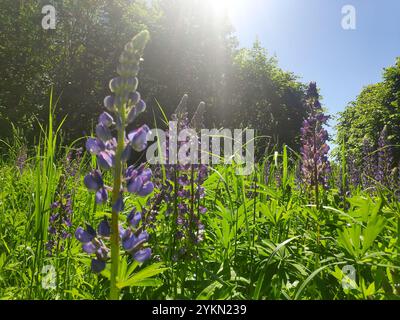 Beau champ de fleurs violettes, avec le soleil brillant brillamment sur eux. Les fleurs sont dispersées dans tout le champ, avec certaines debout et Banque D'Images