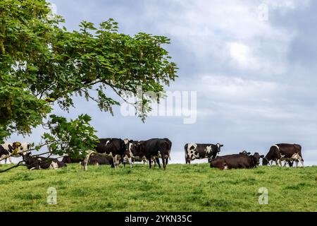 Un groupe de vaches sur une colline herbeuse sous un ciel nuageux, avec un arbre feuillu au premier plan, représentant un paysage agricole tranquille en Irlande Banque D'Images