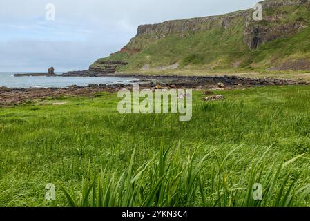 Les prairies vertes s'étendent le long de la côte atlantique à la célèbre chaussée des géants en Irlande du Nord, avec des rivages rocheux et des falaises en arrière-plan, a Banque D'Images