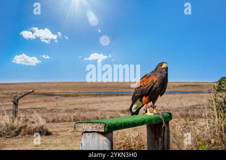 Harris Hawk, harrier africain, oiseau de prière dans un sanctuaire ornithologique du Cap oriental, Afrique du Sud, ong bénévoles Banque D'Images