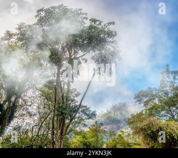 feuillage forestier de chaîne de montagnes brumeuses, jungle africaine entre les nuages, brousse sud-africaine dans les montagnes Banque D'Images