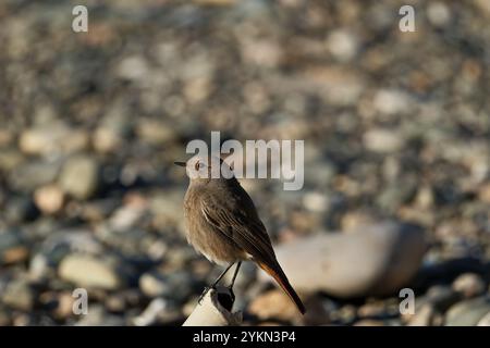 Rouge noir (Phoenicurus ochruros) perché sur une pipe Banque D'Images