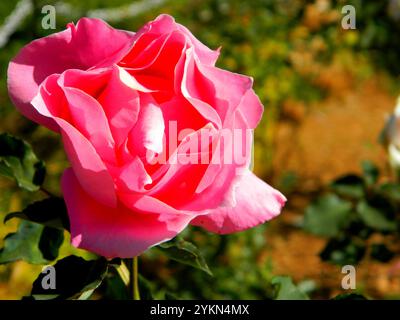 Fleurs de rose, jardin de roses d'Ooty Banque D'Images