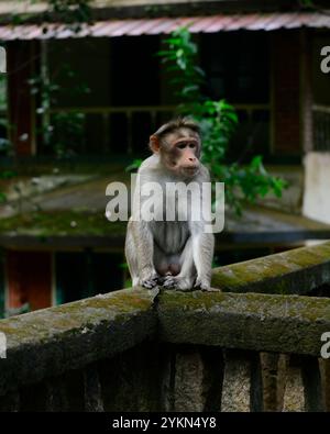 Un singe macaque indien Bonnet assis sur un rebord de balcon dans une ambiance réfléchie. Banque D'Images