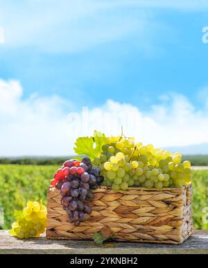 Un panier rempli de différents types de raisins devant un vignoble ensoleillé. Le vignoble s'étend au loin, avec des vignes qui brillent sous la guerre Banque D'Images