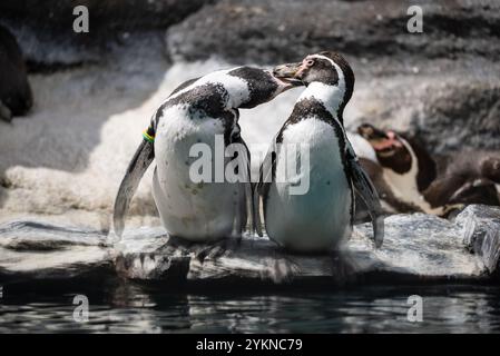 Drôle de petit pingouin. Groupe de pingouins debout ensemble sur Rocky surface. Pingouin au ZOO. Banque D'Images