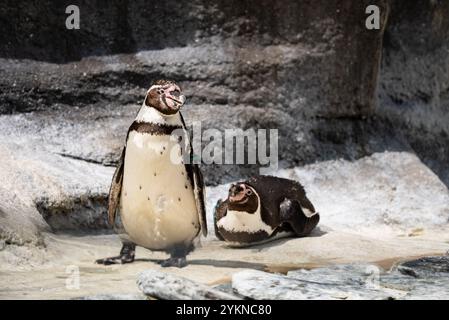 Drôle de petit pingouin. Groupe de pingouins debout ensemble sur Rocky surface. Pingouin au ZOO. Banque D'Images