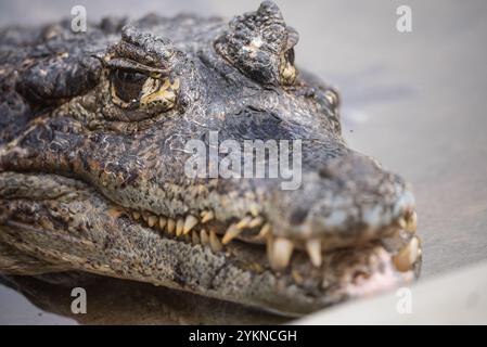 Portrait d'un crocodile se prélassant au bord d'un plan d'eau dans son enceinte zoologique. Portrait d'un alligator nageant dans un étang entouré de verdure Banque D'Images