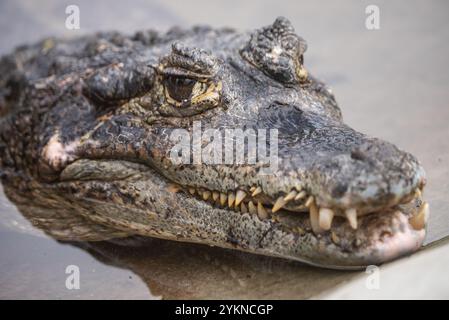 Portrait d'un crocodile se prélassant au bord d'un plan d'eau dans son enceinte zoologique. Portrait d'un alligator nageant dans un étang entouré de verdure Banque D'Images