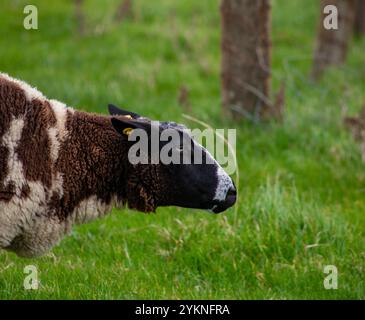 Moutons qui paissent sur Green Grass en Irlande dans un pâturage près des falaises de Moher. Photo de haute qualité Banque D'Images
