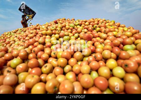 Bogura, Rajshahi, Bangladesh. 19 novembre 2024. À Bogura, au Bangladesh, les travailleurs sont entourés de tas de tomates rouges vibrantes, triant soigneusement et emballant les produits pour distribution. Les agriculteurs des villages voisins arrivent avec des tomates fraîchement récoltées, lavées et organisées pour la vente sur le marché de gros hivernal animé. Les tomates rouges juteuses mûrissent sous le soleil du Bangladesh tandis que les travailleurs choisissent les meilleurs fruits à vendre. Ensuite, les tomates sont transportées dans tout le pays et souvent transformées en ketchup et en pâte de tomate. Les travailleurs emballent méticuleusement les fruits dans des caisses, bien que chaque lot de 25 kg sel Banque D'Images