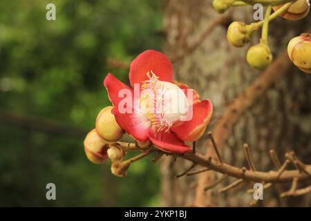 Gros plan d'une belle Shorea Robusta Roxb. Ou Sal Flower Blooming on the Tree Banque D'Images