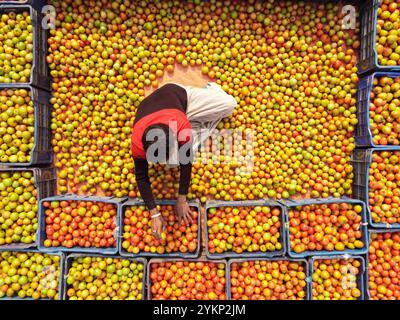 Bogura, Rajshahi, Bangladesh. 19 novembre 2024. À Bogura, au Bangladesh, les travailleurs sont entourés de tas de tomates rouges vibrantes, triant soigneusement et emballant les produits pour distribution. Les agriculteurs des villages voisins arrivent avec des tomates fraîchement récoltées, lavées et organisées pour la vente sur le marché de gros hivernal animé. Les tomates rouges juteuses mûrissent sous le soleil du Bangladesh tandis que les travailleurs choisissent les meilleurs fruits à vendre. Ensuite, les tomates sont transportées dans tout le pays et souvent transformées en ketchup et en pâte de tomate. Les travailleurs emballent méticuleusement les fruits dans des caisses, bien que chaque lot de 25 kg sel Banque D'Images