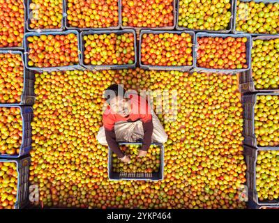 Bogura, Rajshahi, Bangladesh. 19 novembre 2024. À Bogura, au Bangladesh, les travailleurs sont entourés de tas de tomates rouges vibrantes, triant soigneusement et emballant les produits pour distribution. Les agriculteurs des villages voisins arrivent avec des tomates fraîchement récoltées, lavées et organisées pour la vente sur le marché de gros hivernal animé. Les tomates rouges juteuses mûrissent sous le soleil du Bangladesh tandis que les travailleurs choisissent les meilleurs fruits à vendre. Ensuite, les tomates sont transportées dans tout le pays et souvent transformées en ketchup et en pâte de tomate. Les travailleurs emballent méticuleusement les fruits dans des caisses, bien que chaque lot de 25 kg sel Banque D'Images