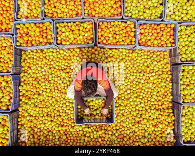 Bogura, Rajshahi, Bangladesh. 19 novembre 2024. À Bogura, au Bangladesh, les travailleurs sont entourés de tas de tomates rouges vibrantes, triant soigneusement et emballant les produits pour distribution. Les agriculteurs des villages voisins arrivent avec des tomates fraîchement récoltées, lavées et organisées pour la vente sur le marché de gros hivernal animé. Les tomates rouges juteuses mûrissent sous le soleil du Bangladesh tandis que les travailleurs choisissent les meilleurs fruits à vendre. Ensuite, les tomates sont transportées dans tout le pays et souvent transformées en ketchup et en pâte de tomate. Les travailleurs emballent méticuleusement les fruits dans des caisses, bien que chaque lot de 25 kg sel Banque D'Images