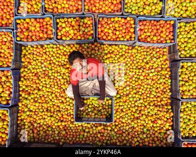 Bogura, Rajshahi, Bangladesh. 19 novembre 2024. À Bogura, au Bangladesh, les travailleurs sont entourés de tas de tomates rouges vibrantes, triant soigneusement et emballant les produits pour distribution. Les agriculteurs des villages voisins arrivent avec des tomates fraîchement récoltées, lavées et organisées pour la vente sur le marché de gros hivernal animé. Les tomates rouges juteuses mûrissent sous le soleil du Bangladesh tandis que les travailleurs choisissent les meilleurs fruits à vendre. Ensuite, les tomates sont transportées dans tout le pays et souvent transformées en ketchup et en pâte de tomate. Les travailleurs emballent méticuleusement les fruits dans des caisses, bien que chaque lot de 25 kg sel Banque D'Images