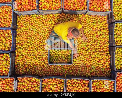 Bogura, Rajshahi, Bangladesh. 19 novembre 2024. À Bogura, au Bangladesh, les travailleurs sont entourés de tas de tomates rouges vibrantes, triant soigneusement et emballant les produits pour distribution. Les agriculteurs des villages voisins arrivent avec des tomates fraîchement récoltées, lavées et organisées pour la vente sur le marché de gros hivernal animé. Les tomates rouges juteuses mûrissent sous le soleil du Bangladesh tandis que les travailleurs choisissent les meilleurs fruits à vendre. Ensuite, les tomates sont transportées dans tout le pays et souvent transformées en ketchup et en pâte de tomate. Les travailleurs emballent méticuleusement les fruits dans des caisses, bien que chaque lot de 25 kg sel Banque D'Images