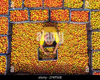 Bogura, Rajshahi, Bangladesh. 19 novembre 2024. À Bogura, au Bangladesh, les travailleurs sont entourés de tas de tomates rouges vibrantes, triant soigneusement et emballant les produits pour distribution. Les agriculteurs des villages voisins arrivent avec des tomates fraîchement récoltées, lavées et organisées pour la vente sur le marché de gros hivernal animé. Les tomates rouges juteuses mûrissent sous le soleil du Bangladesh tandis que les travailleurs choisissent les meilleurs fruits à vendre. Ensuite, les tomates sont transportées dans tout le pays et souvent transformées en ketchup et en pâte de tomate. Les travailleurs emballent méticuleusement les fruits dans des caisses, bien que chaque lot de 25 kg sel Banque D'Images