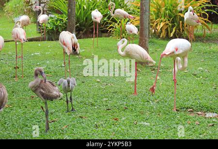 Flamboyance du Grand Flamingos avec quelques immatures pâturant dans le champ Banque D'Images