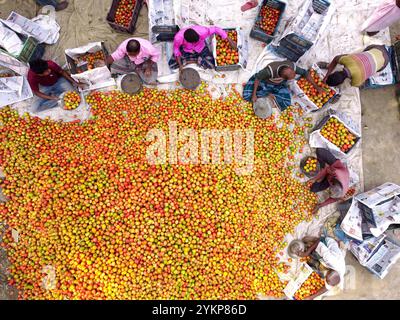 Bogura, Rajshahi, Bangladesh. 19 novembre 2024. À Bogura, au Bangladesh, les travailleurs sont entourés de tas de tomates rouges vibrantes, triant soigneusement et emballant les produits pour distribution. Les agriculteurs des villages voisins arrivent avec des tomates fraîchement récoltées, lavées et organisées pour la vente sur le marché de gros hivernal animé. Les tomates rouges juteuses mûrissent sous le soleil du Bangladesh tandis que les travailleurs choisissent les meilleurs fruits à vendre. Ensuite, les tomates sont transportées dans tout le pays et souvent transformées en ketchup et en pâte de tomate. Les travailleurs emballent méticuleusement les fruits dans des caisses, bien que chaque lot de 25 kg sel Banque D'Images